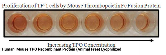 Human, Mouse TPO Recombinant Protein (Animal Free) Lyophilized