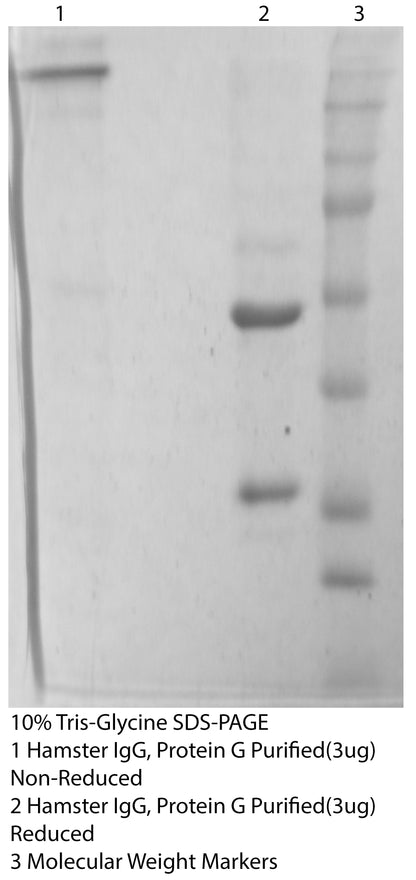 *Hamster Syrian Gold IgG Affinity Purified