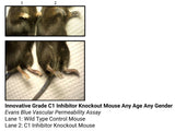 *Innovative Grade C1 Inhibitor Knockout Mouse