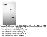 *Mouse Anti Human Factor XI Light Chain Monoclonal Clone 14F8