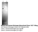 *Mouse Anti Human Kininogen Monoclonal Clone 15C7