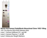 *Mouse Anti Human Prekallikrein Monoclonal Clone 10G3