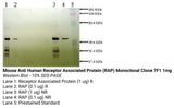 *Mouse Anti Human Receptor Associated Protein (RAP) Monoclonal Clone 7F1