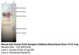 *Mouse Anti Human VLDL Receptor Inhibitory Monoclonal Clone 1H10