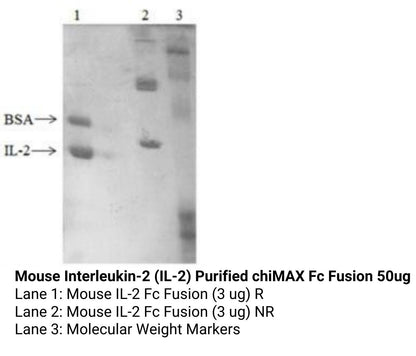 *Mouse Interleukin-2 (IL-2) Purified chiMAX Fc Fusion