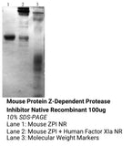 *Mouse Protein Z-Dependent Protease Inhibitor Native Recombinant