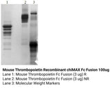 *Mouse Thrombopoietin Recombinant chiMAX Fc Fusion