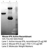 *Mouse tPA Active Recombinant
