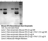 *Mouse tPA Recombinant Non-Enzymatic
