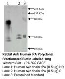 *Rabbit Anti Human tPA Polyclonal Fractionated Biotin Labeled