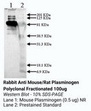 *Rabbit Anti Mouse/Rat Plasminogen Polyclonal Fractionated