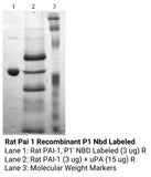 *Rat Pai 1 Recombinant P1 Nbd Labeled