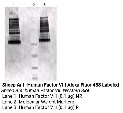 *Sheep Anti-Human Factor VIII Alexa Fluor 488 Labeled