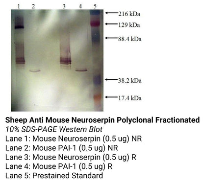 *Sheep Anti Mouse Neuroserpin Polyclonal Fractionated