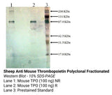 *Sheep Anti Mouse Thrombopoietin Polyclonal Fractionated