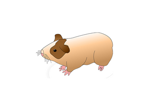 Innovative Grade US Origin Hamster Syrian Gold Liver