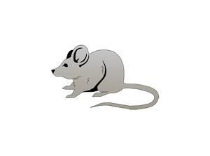Innovative Grade US Origin Mouse Balb C Brain