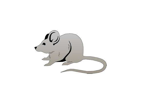 Innovative Grade US Origin Mouse CD1 Brain